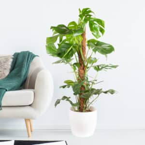 Monstera pertusum XL inkl. Pflanzstab | +/- 120 cm | ø 24 cm | Fensterblatt