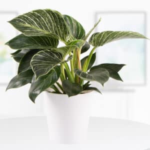 Philodendron + gratis Topf | +/-  30 cm | ø 12 cm | White Wave