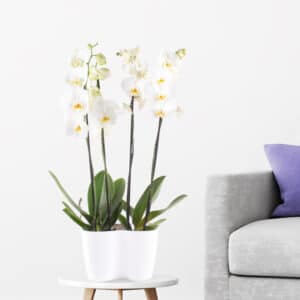 Zwei weiße Orchideen + gratis DUO-Topf | +/- 70 cm | ø 12 cm | Phalaenopsis