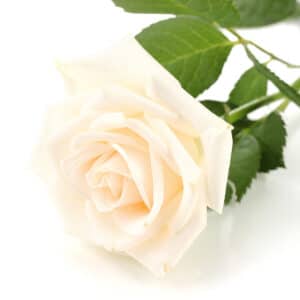 Weiße Rosen - Anzahl ab 10 wählbar (Premium