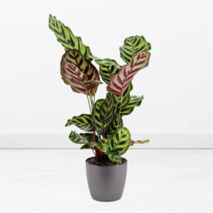 Pfauen-Korbmarante + gratis Topf | +/- 60 cm | ø 17 cm | Calathea makoyana